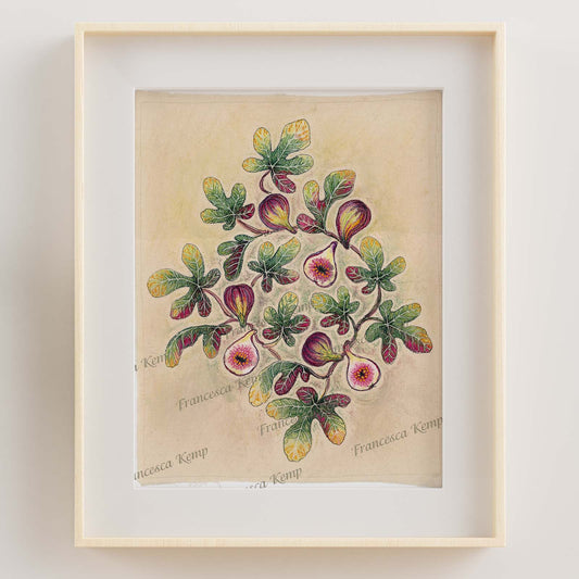 Fig Giclée Print